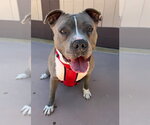 Small #12 American Staffordshire Terrier Mix