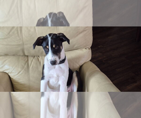 Medium Photo #3 Mutt Puppy For Sale in New London, WI, USA