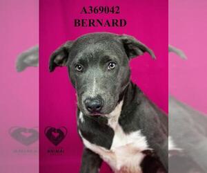 Mutt Dogs for adoption in Stockton, CA, USA