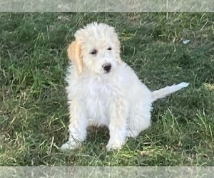 Bernedoodle Puppy for sale in LONGMONT, CO, USA