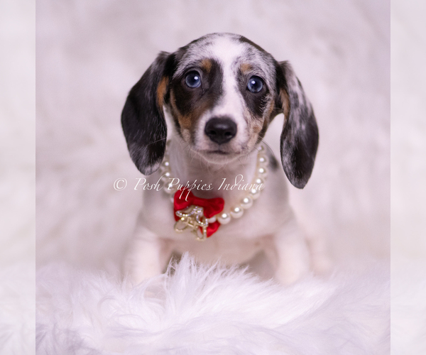 Medium Photo #2 Dachshund Puppy For Sale in WARSAW, IN, USA