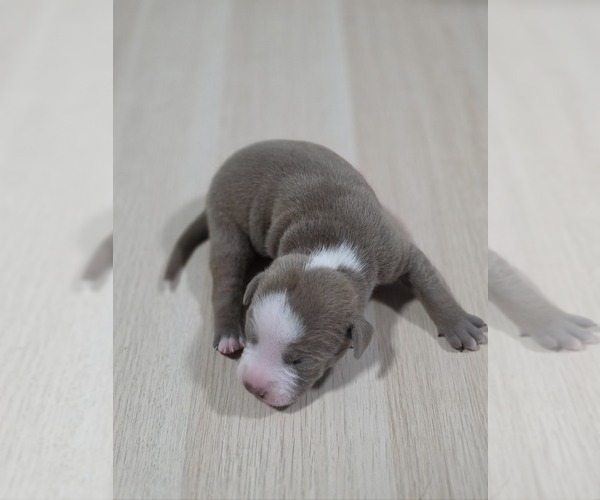 Medium Photo #1 American Pit Bull Terrier Puppy For Sale in SOUTHBOROUGH, MA, USA