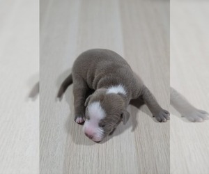 Medium American Pit Bull Terrier