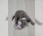 Puppy 8 American Pit Bull Terrier