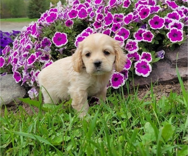 Medium Photo #32 Cocker Spaniel Puppy For Sale in WITHEE, WI, USA