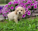 Small Photo #32 Cocker Spaniel Puppy For Sale in WITHEE, WI, USA