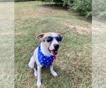 Small #23 Mutt