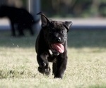 Small Photo #2 Cane Corso Puppy For Sale in PHOENIX, AZ, USA