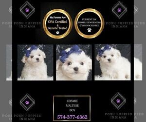 Maltese Puppy for sale in WARSAW, IN, USA