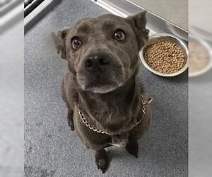 Mutt Dogs for adoption in Glen Allen, VA, USA