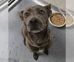 Small Mutt
