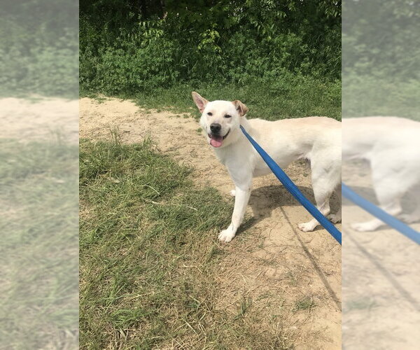 Medium Photo #8 Shepradors Puppy For Sale in Jackson, MS, USA