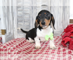 Dachshund Puppy for sale in SHILOH, OH, USA