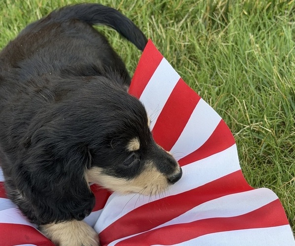 Medium Photo #2 Dachshund Puppy For Sale in BIG BEND, CO, USA