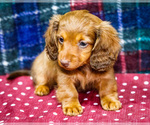 Small #3 Dachshund