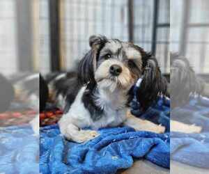 Shih-Poo Dogs for adoption in Raleigh, NC, USA