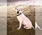 Small #1 Mutt