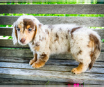 Small #5 Dachshund