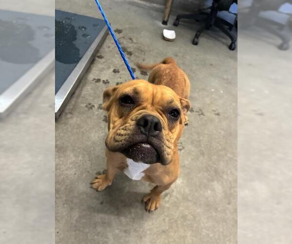 Medium Photo #1 Bulldog-Unknown Mix Puppy For Sale in Camarillo, CA, USA