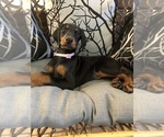 Small Photo #9 Doberman Pinscher Puppy For Sale in EDGEWOOD, NM, USA