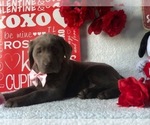 Small Photo #7 Labrador Retriever Puppy For Sale in CLAY, PA, USA