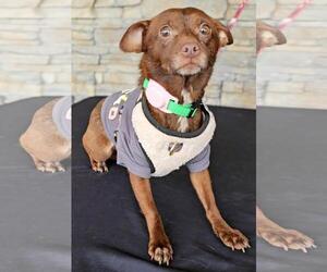Lola from Mexico - Female Chihuahua Dog for Adoption - Photo #5