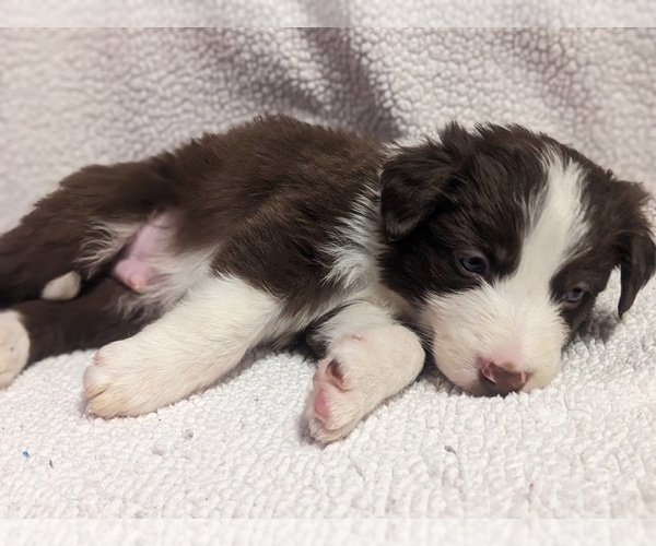Medium Photo #35 Border Collie Puppy For Sale in HARRISON, ID, USA