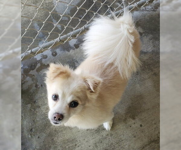 Medium Photo #4 Shiranian Puppy For Sale in Ventura, CA, USA