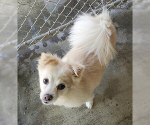 Shiranian Dogs for adoption in Ventura, CA, USA