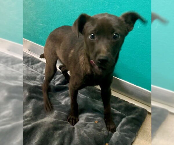 Medium Photo #1 Mutt Puppy For Sale in Newton, NC, USA