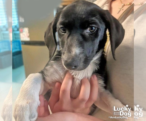 Medium Photo #1 Basset Hound-Unknown Mix Puppy For Sale in Washington, DC, USA