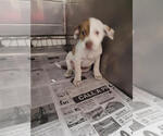 Small #4 Mutt