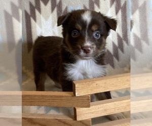 Miniature Australian Shepherd Puppy for sale in FORT MORGAN, CO, USA