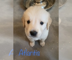 Golden Retriever Puppy for sale in HARRISONBURG, VA, USA