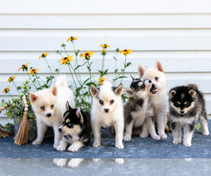 Pomsky Litter for sale in ELIZABETHTOWN, PA, USA