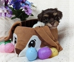 Small #10 Havanese