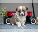 Puppy Cotton Ball Pembroke Welsh Corgi