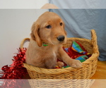 Small #3 Golden Retriever