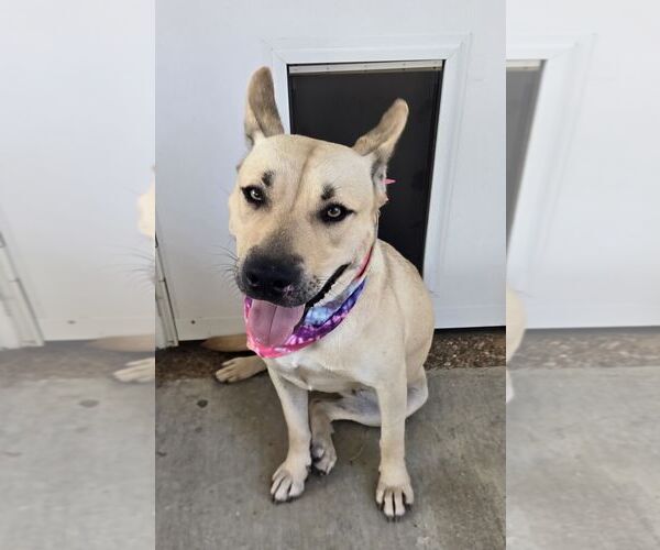 Medium Photo #2 Carolina Dog-German Shepherd Dog Mix Puppy For Sale in Horn Lake, MS, USA