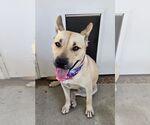 Small #1 Carolina Dog-German Shepherd Dog Mix