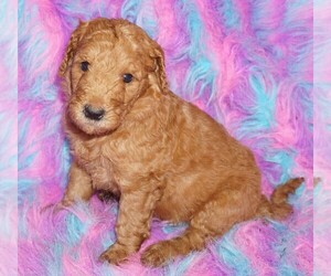 Labradoodle Puppy for sale in LA HABRA, CA, USA