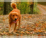 Small Photo #10 Golden Retriever Puppy For Sale in LANCASTER, WI, USA