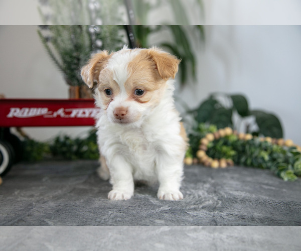 Medium Photo #2 Chihuahua Puppy For Sale in DUNDEE, OH, USA