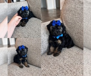YorkiePoo Puppy for sale in BELDING, MI, USA