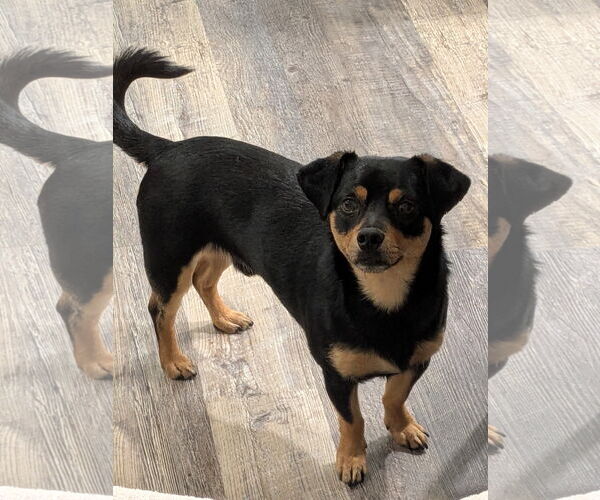 Medium Photo #1 Dachshund Puppy For Sale in Menifee, CA, USA