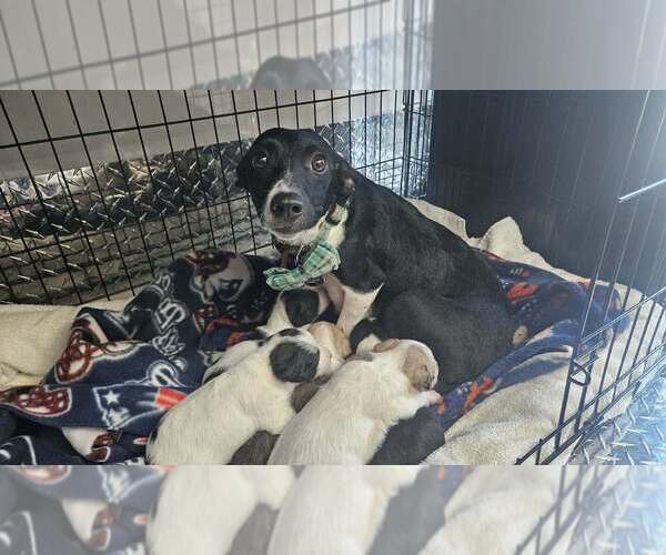 Medium Photo #2 Chihuahua-Unknown Mix Puppy For Sale in Lakewood, CO, USA