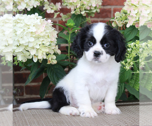 Cava-Tzu Puppy for sale in GORDONVILLE, PA, USA