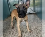 Small #1 Mutt