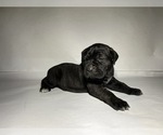 Small Photo #7 Cane Corso Puppy For Sale in NARVON, PA, USA