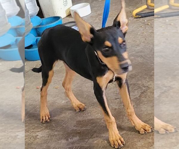 Medium Photo #1 Miniature Pinscher-Unknown Mix Puppy For Sale in Carrollton, TX, USA